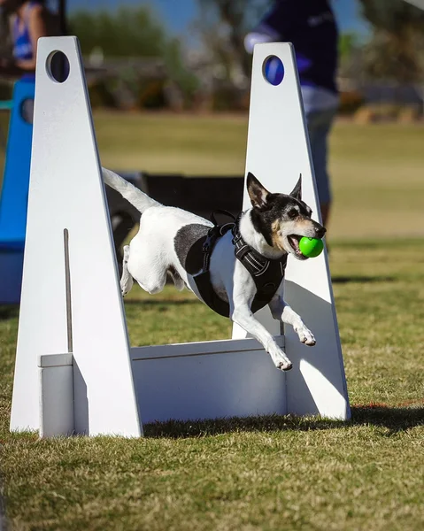 Flyball Dog going over hurdle