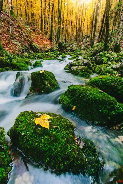 Mountain creek detail with mossy rocks and crystal clear water