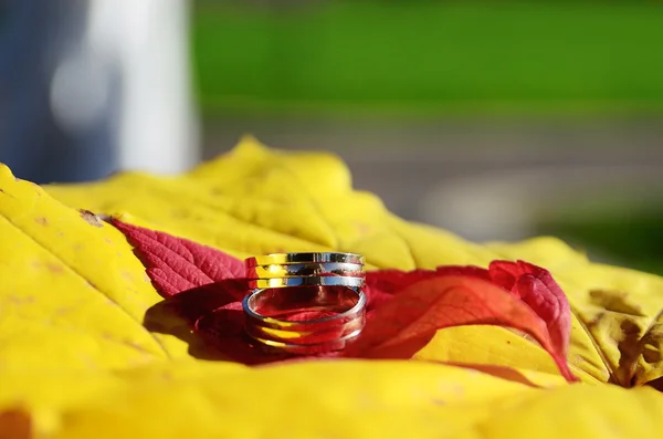 Wedding rings in fall foliage