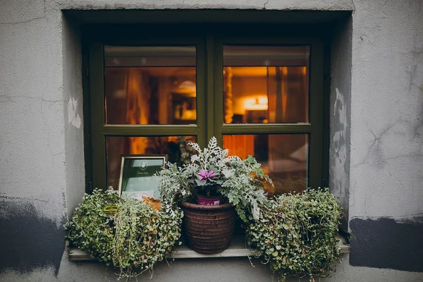 Potted outdoor plants on windowsill