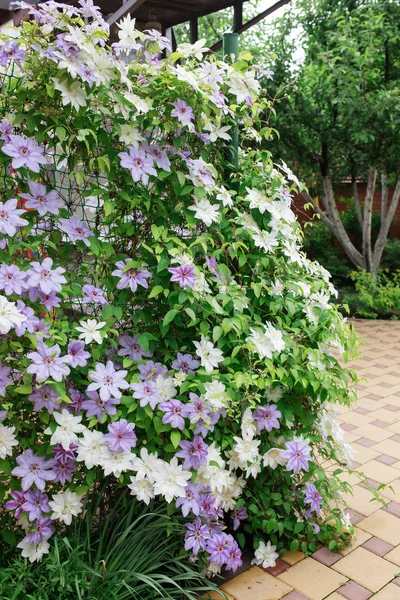 Clematis flowers completely covering a fence in home garden.