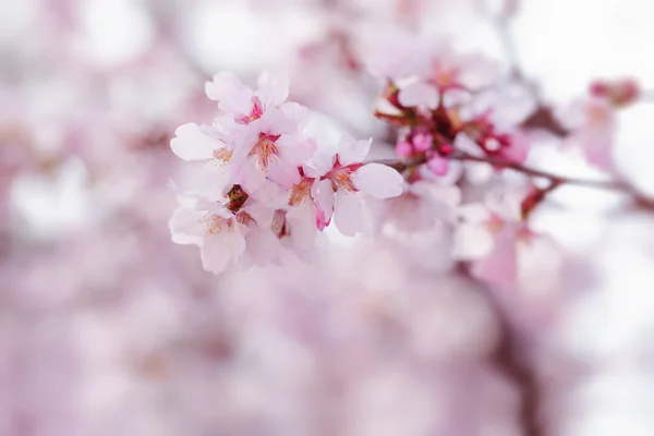Sakura in bloom close up photo