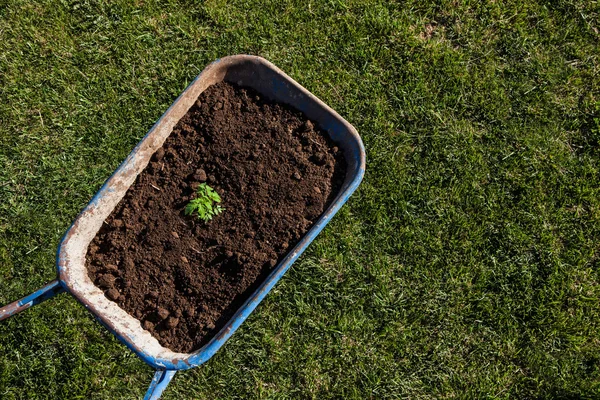 Gardening trolley full of soil and a plant