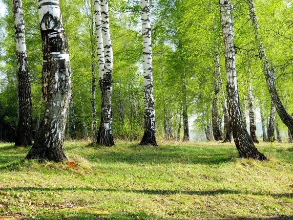 Nature Altaya