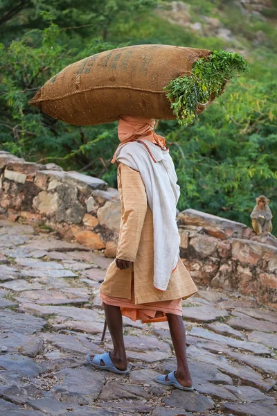 Local man carrying bag with grass on his head near Galta Temple