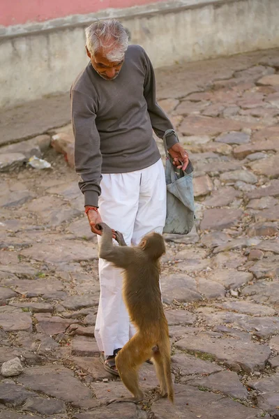 JAIPUR, INDIA - NOVEMBER 14: Unidentified man feeds macaques near Galta Temple on November 14, 2014 in Jaipur, India. This temple is famous for large troop of monkeys who live here.
