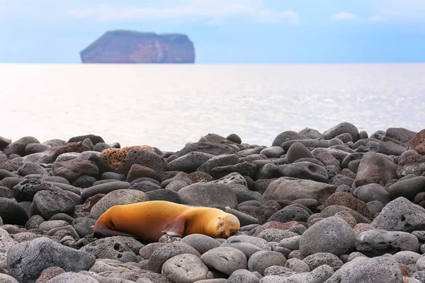 Galapagos sea lion on rocky shore of North Seymour Island, Galap