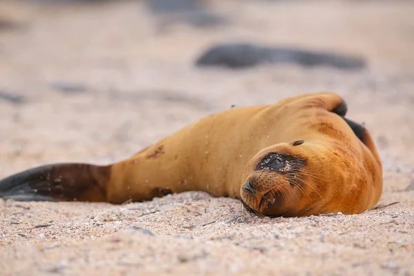 Young Galapagos sea lion lying on the beach on North Seymour Isl