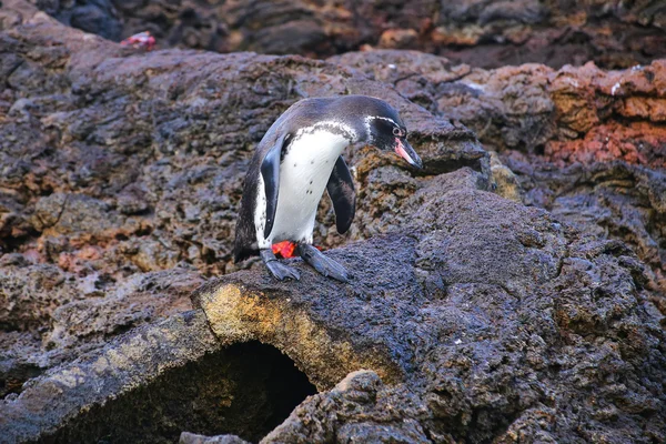Galapagos Penguin standing on top of the lava tube on Bartolome