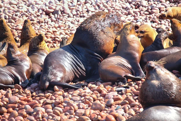 Colony of South American sea lions in Ballestas islands Reserve