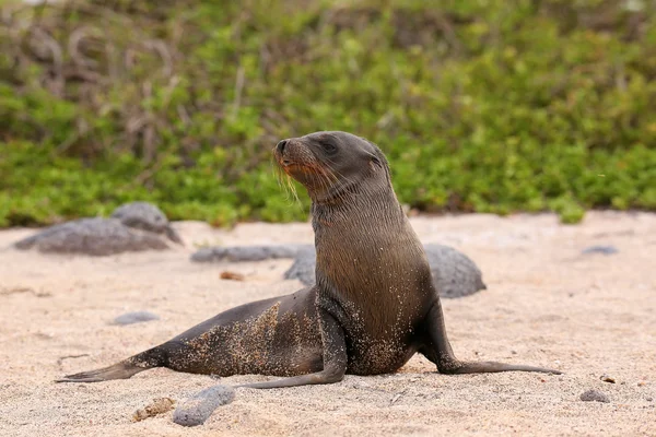Young Galapagos sea lion on the beach on North Seymour Island, G