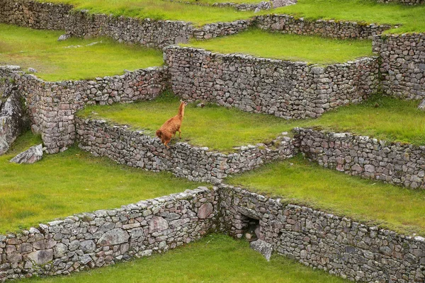 Agricultural stone terraces at  Machu Picchu in Peru
