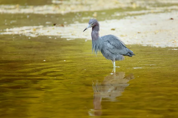 Little Blue Heron wading in water
