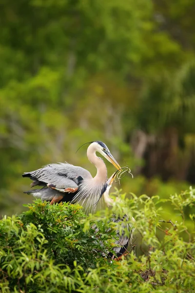 Great Blue Herons exchanging nesting material. It is the largest