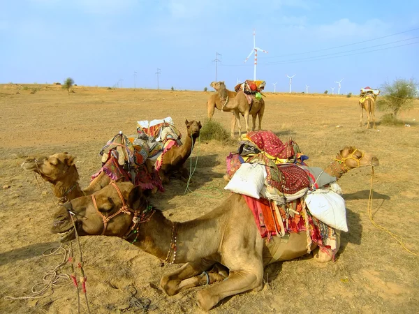 Camels resting during camel safari, Thar desert, India