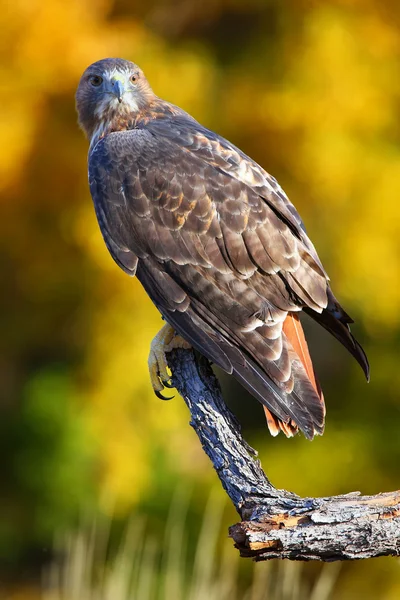 Red-tailed hawk sitting on a stick