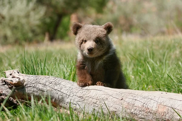 Grizzly bear cub sitting on the log