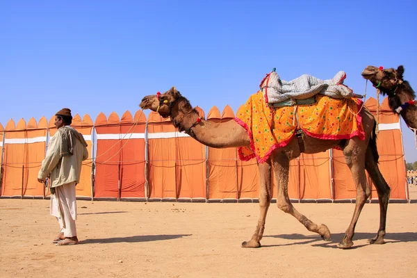 JAISALMER, INDIA - FEBRUARY 16: Unidentified man walks with camels during Desert Festival on February 16, 2011 in Jaisalmer, India. Main purpose of Festival is to display colorful culture of Rajasthan