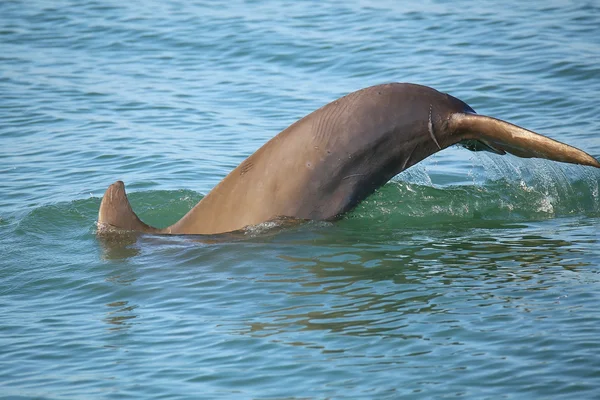 Tail of diving Common bottlenose dolphin