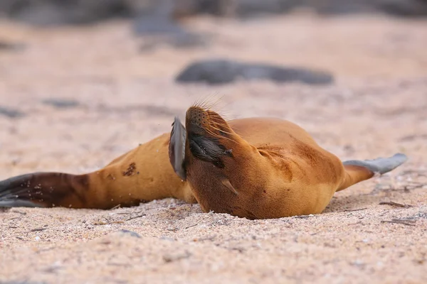 Young Galapagos sea lion lying on the beach on North Seymour Isl