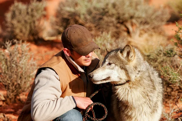 Gray wolf with an animal trainer