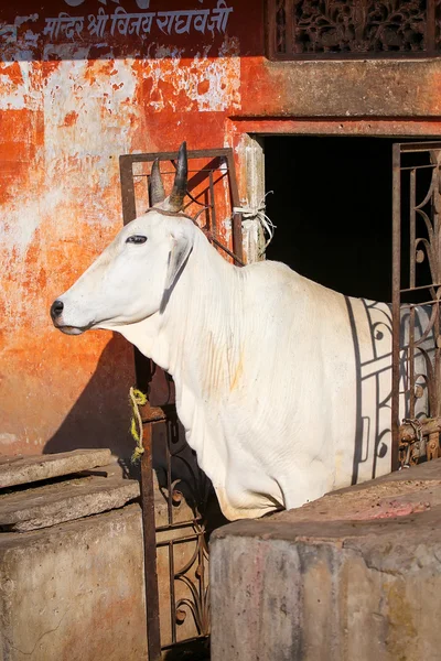 White cow standing in a doorway of the house, Jaipur, Rajasthan,