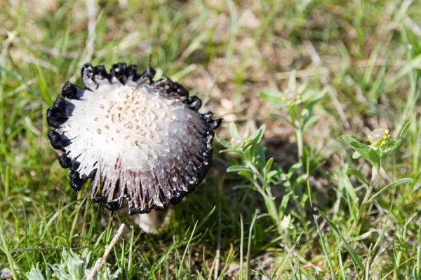 Mushroom toadstool with white and black hat