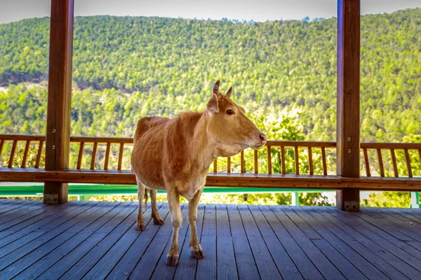Cow in Cool Shade
