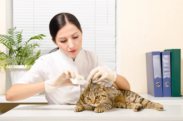 Veterinarian is dripping ear cat