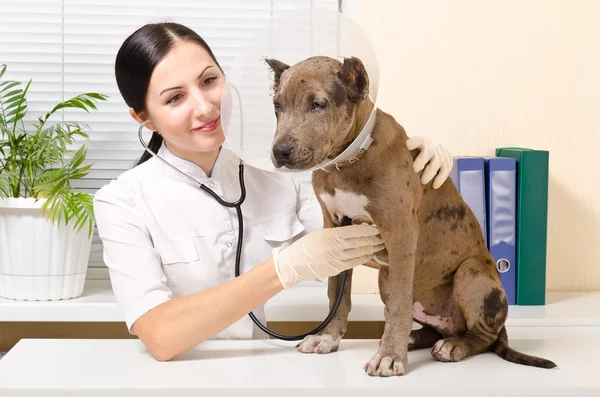 Veterinarian listens stethoscope pit bull puppy