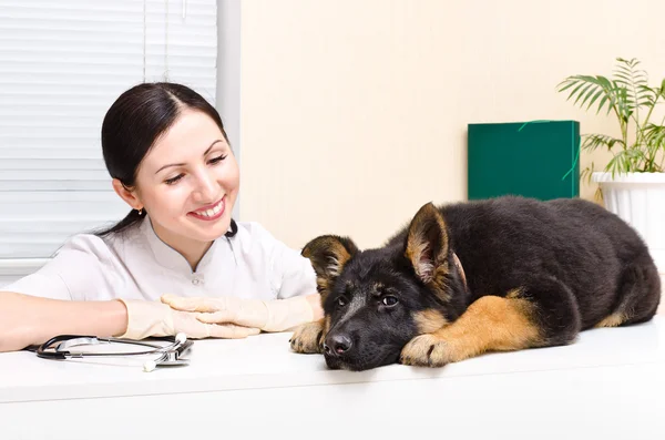 German Shepherd puppy and vet