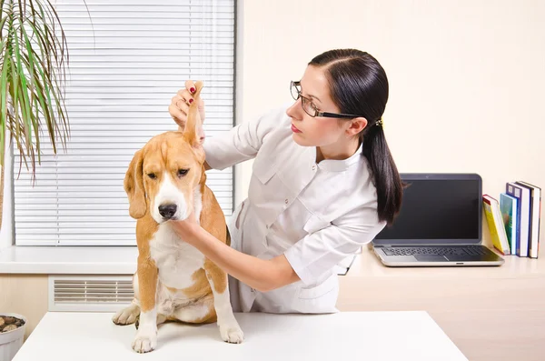 Vet examines the dog's ears of breed beagle