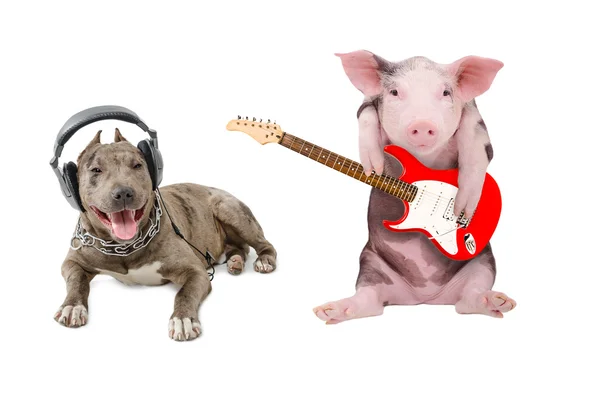 斗牛犬在耳机和一只猪弹吉他 - 图库照片Sons