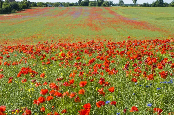 A field of poppies. Focus on the foreground.