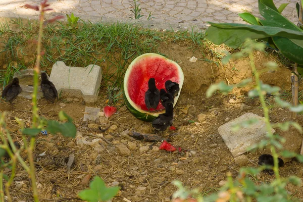 Country Yard. Chickens peck watermelon. Turkey