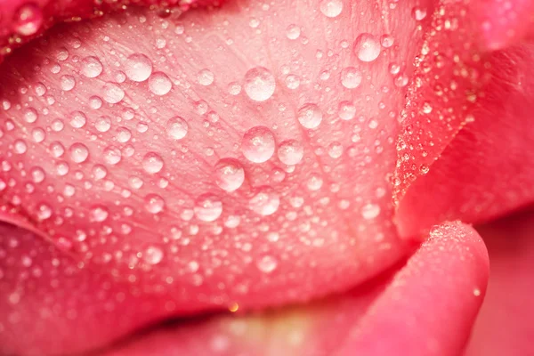 Water drop on petals.