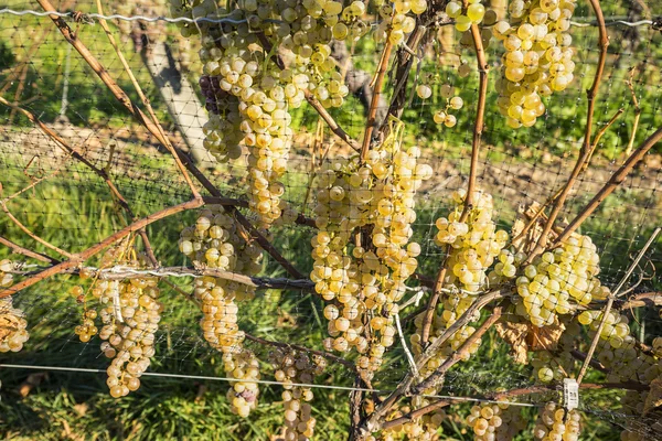 Vidal White Wine Grapes Protected by Nets from Birds in a Vineyard