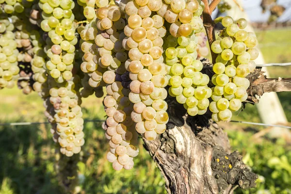 Bunches of Ripe Vidal White Wine Grapes Hanging on the Vine in Late Fall