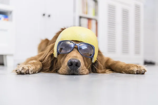 Wearing glasses and hats Golden Retriever