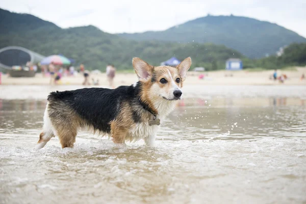 The welsh corgi pembroke play in the water