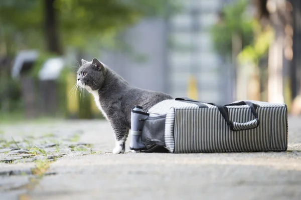 The cat hiding bag