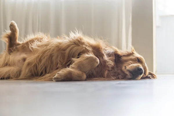 The golden retriever lying on the floor