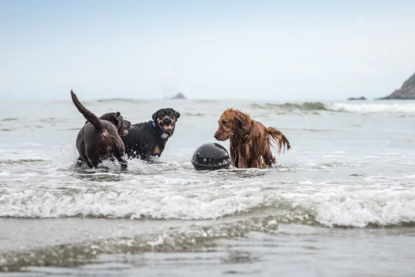 Three dogs playing at the beach