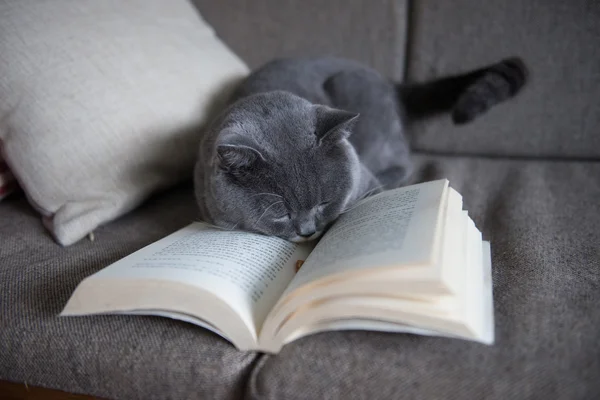 The gray cat is reading a book