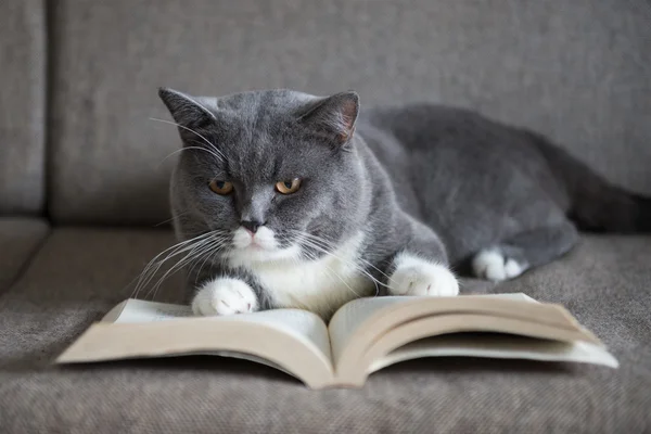 The gray cat is reading a book