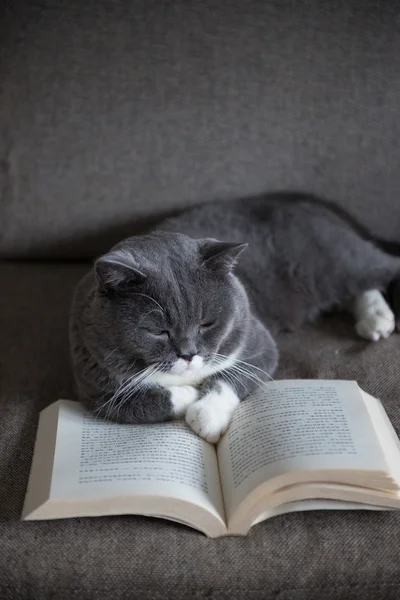 The gray cat is reading a book