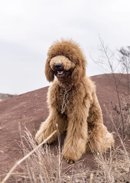 A Teddy dog