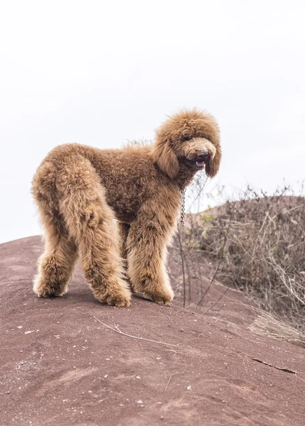 A Teddy dog