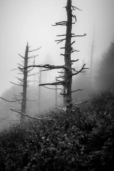Scenes along appalachian trail in great smoky mountains