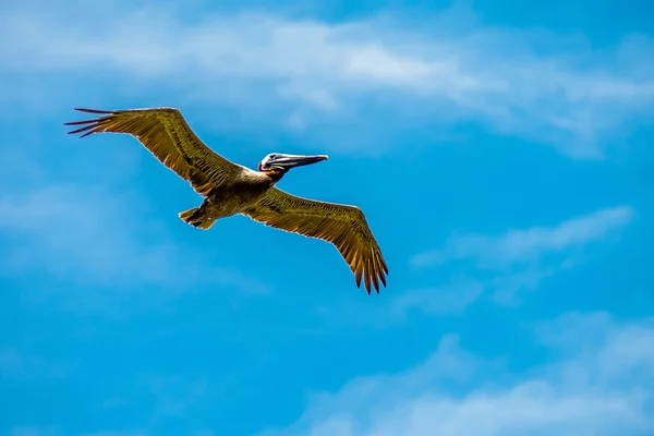 Pelican bird in flight over ocean under blue sky